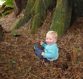 base of a redwood tree